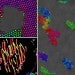 Renderings of micron-scale magnetic colloidal particles.