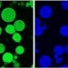 Confocal microscopy images
